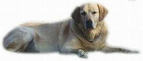 Blanding af racer simba - bildet er laget av Anja J billede 14