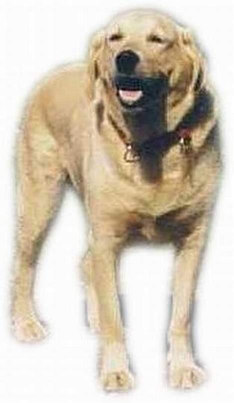 Blanding af racer simba - bildet er laget av Anja J billede 15