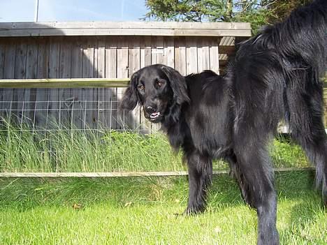 Flat coated retriever Baloo - Ser min numse stor ud derfra? billede 19