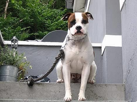 Amerikansk bulldog Boyd's Mille - den dejlige mille :) billede 1