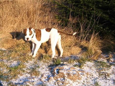 Amerikansk bulldog Boyd's Mille - en lille mille ;) billede 2