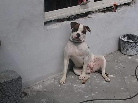 Amerikansk bulldog Boyd's Mille - en lille slapper på en varm sommerdag ..  billede 3