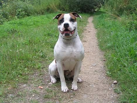 Amerikansk bulldog Boyd's Mille - davs .......!! billede 4