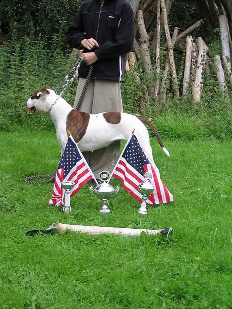 Amerikansk bulldog Boyd's Mille billede 5