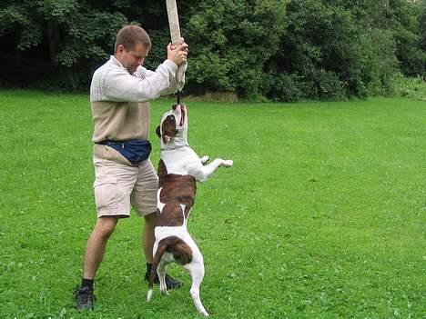 Amerikansk bulldog Boyd's Mille billede 6