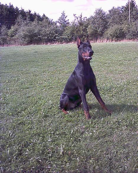 Dobermann Cobra billede 7