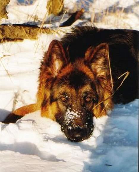 Schæferhund Noah billede 1