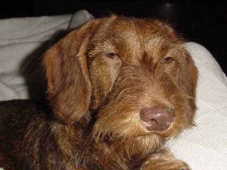 Gravhund A`tempos SVESKE - GODMORGEN !!!!!!!!!! billede 12