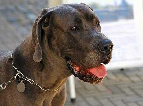 Grand danois Balou - balou som 1 årig billede 6