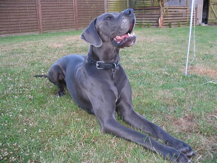 Grand danois Balou - Balou 2 år sommeren 2006 billede 7