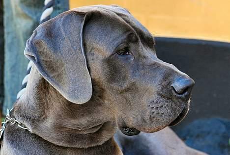 Grand danois Balou - balou som 1 årig billede 8