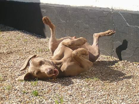 Weimaraner Kiwi - Grr. billede 14