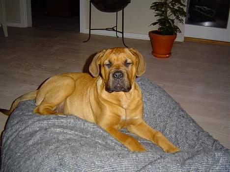 Blanding af racer Malou -  Smukke Malou billede 1