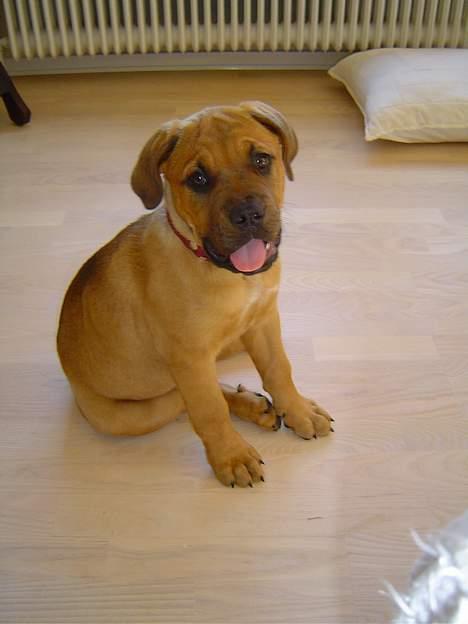 Blanding af racer Malou billede 2