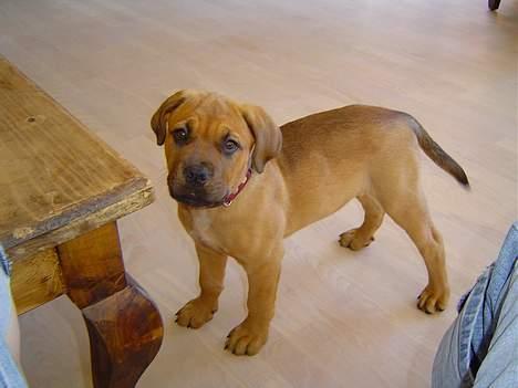 Blanding af racer Malou billede 3