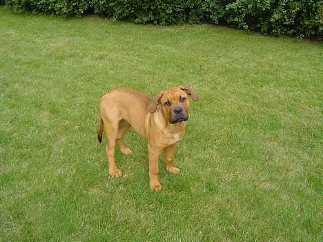 Blanding af racer Malou billede 4