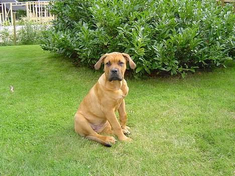 Blanding af racer Malou billede 5