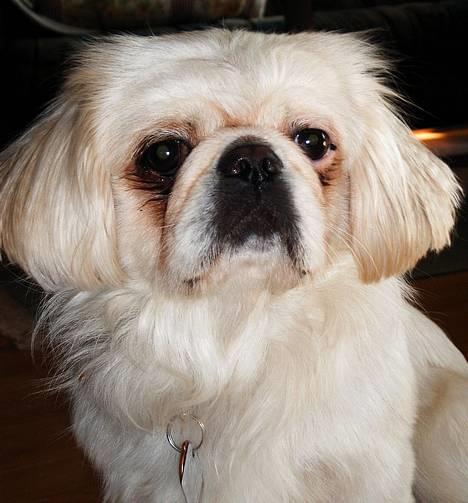 Pekingeser Snow (død) - Er jeg ikke bare sød? billede 1