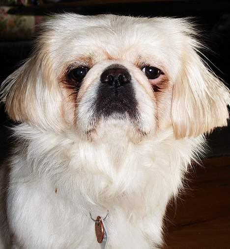 Pekingeser Snow (død) - Åhhh hvor er jeg bare ved at være træt billede 2