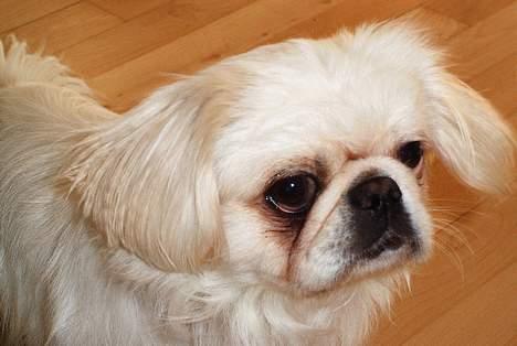 Pekingeser Snow (død) - Hmmm mon der er en kat i nærheden? billede 3