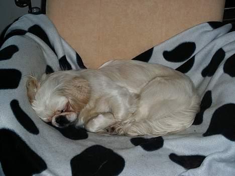 Pekingeser Snow (død) - Shhhh Snow sover billede 4