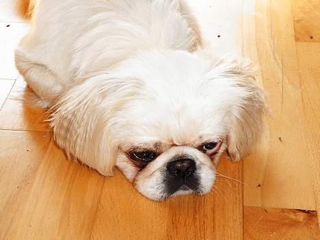 Pekingeser Snow (død) - jeg prøver på at sove billede 5