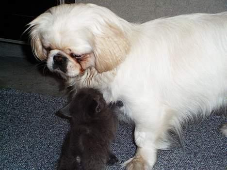 Pekingeser Snow (død) - Flyt dig du ser farlig ud billede 6