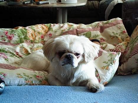 Pekingeser Snow (død) - Gaaaab skal jeg allerede op nu? billede 7