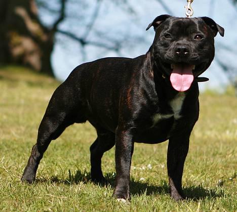 Staffordshire bull terrier Enodden´s Outlaw "NASTY" - Nasty  billede 2