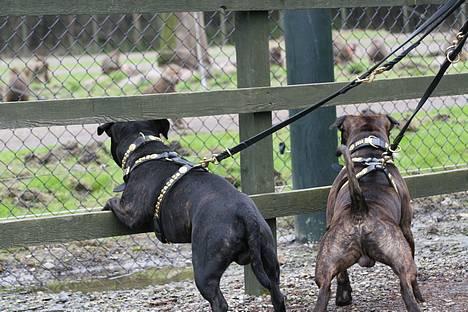 Staffordshire bull terrier Enodden´s Outlaw "NASTY" - Nasty og Devil, tjekker aberne ud i Knuthenborg Safaripark. april 2006 billede 5