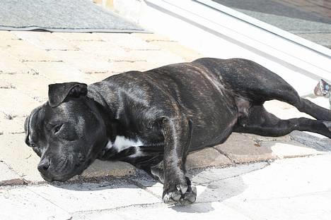 Staffordshire bull terrier Enodden´s Outlaw "NASTY" - Nasty nyder foråret  billede 7