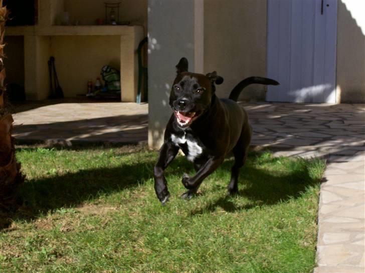 Blanding af racer BonZo billede 1