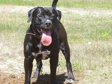 Blanding af racer BonZo billede 2