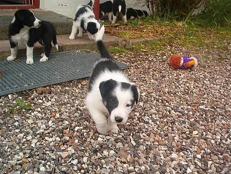 Border collie Kali billede 1