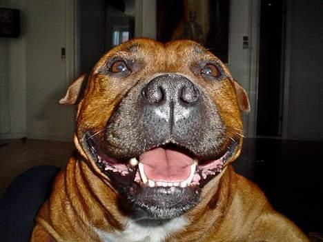 Staffordshire bull terrier Jenga *Død* - Dette foto siger ALT om Jenga´s personlighed.....IN YOUR FACE!!!!!  ;o) billede 1