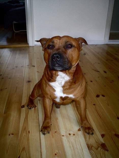 Staffordshire bull terrier Jenga *Død* - Flotte fyr..... billede 2