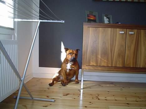 Staffordshire bull terrier Jenga *Død* - Mor´s lille solstråle.. billede 3
