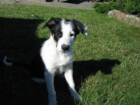 Border collie Kali billede 2