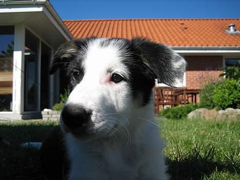 Border collie Kali billede 3