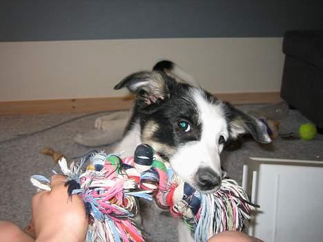 Border collie Kali billede 4