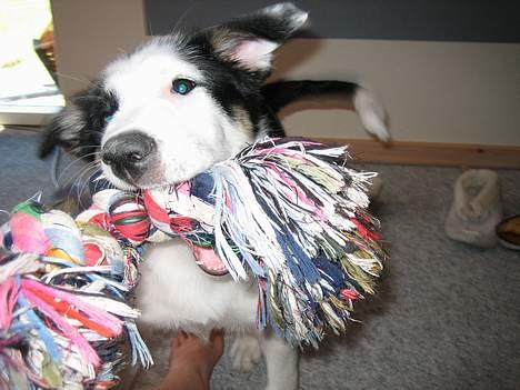 Border collie Kali billede 5