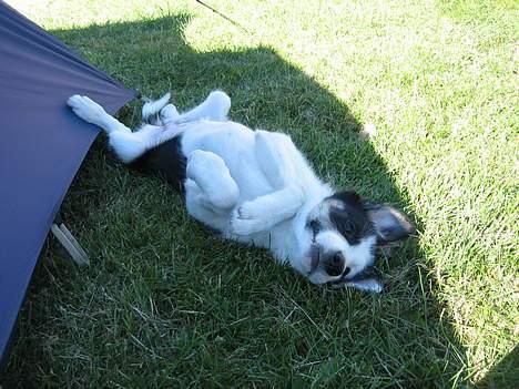 Border collie Kali billede 6