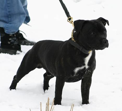 Staffordshire bull terrier Enodden´s Outlaw "NASTY" - Nasty .  billede 8