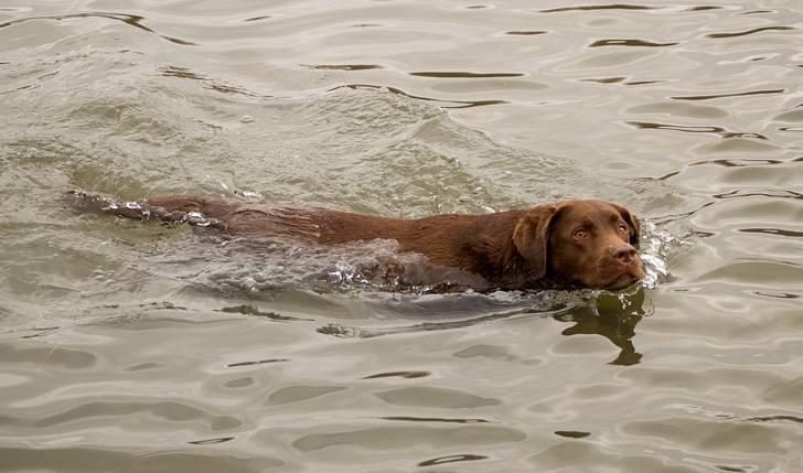 Labrador retriever Luna - Årets første svømmetur (21. marts 2010) billede 5