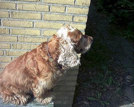 Cocker spaniel Mikkel - R.I.P billede 8