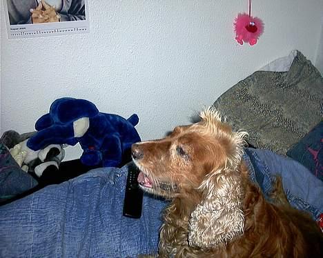 Cocker spaniel Mikkel - R.I.P - Se min fine "hanekam" billede 9