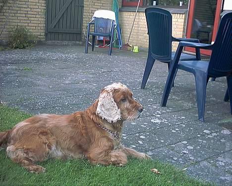 Cocker spaniel Mikkel - R.I.P - Jeg holder vagt.. Tror jeg kan se en fugl.. :) billede 10