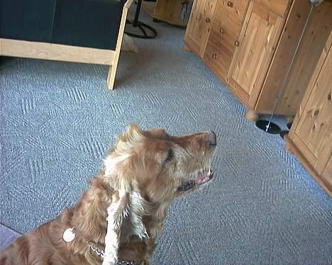 Cocker spaniel Mikkel - R.I.P - "Hanekam" igen.. billede 11