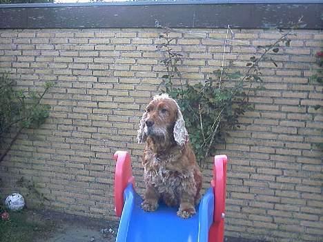 Cocker spaniel Mikkel - R.I.P - Leger ude i haven.. billede 12