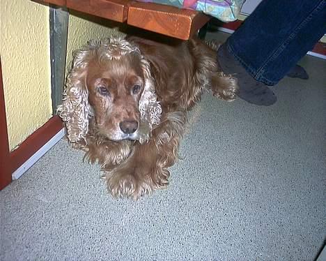 Cocker spaniel Mikkel - R.I.P - Er ved at blive lidt træt af at Lisette hele tiden tager billeder af mig.. billede 14